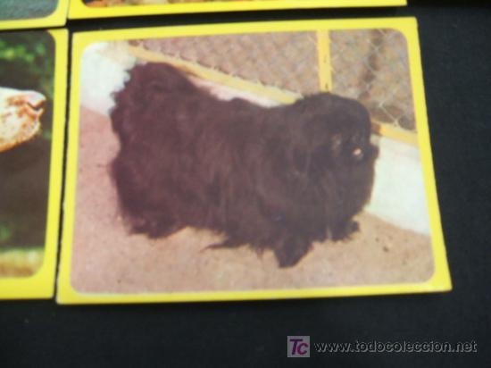 Coleccionismo cromos antiguos: LOTE 44 CROMOS DE ANIMALES - - Foto 8