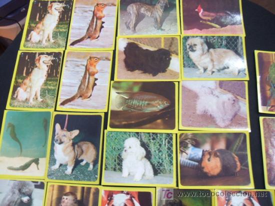 Coleccionismo cromos antiguos: LOTE 44 CROMOS DE ANIMALES - - Foto 9