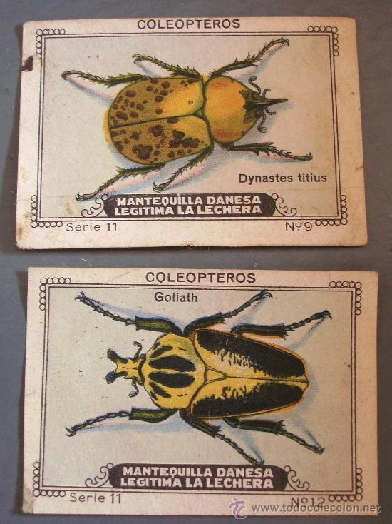 Collezionismo Figurine antiche: cromos de la serie coleopteros, serie 11, mantequilla danesa legitima la lechera (precio unidad)