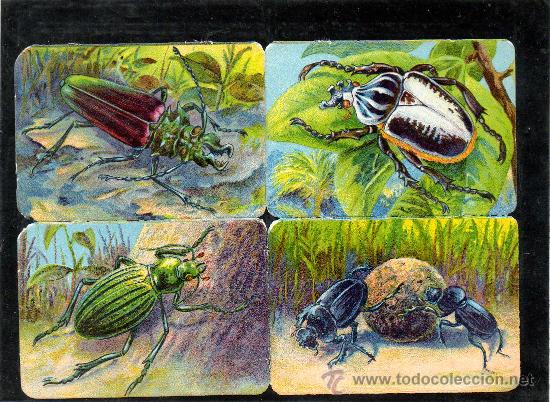 Coleccionismo cromos antiguos: CROMOS DE ANIMALES - Foto 1