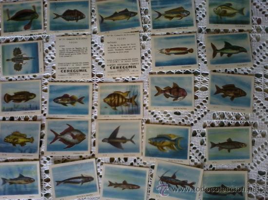 Coleccionismo cromos antiguos: ceregumil coleccion completa de peces cromos - Foto 1