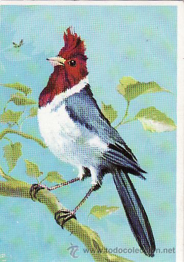 Coleccionismo cromos antiguos: DUNKIN -- LAS AVES N&ordm; 9 - Foto 1