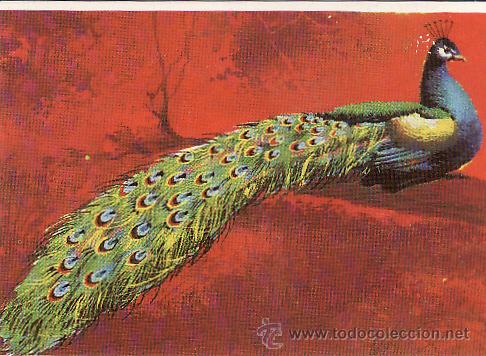 Coleccionismo cromos antiguos: DUNKIN -- LAS AVES N&ordm; 4 - Foto 1