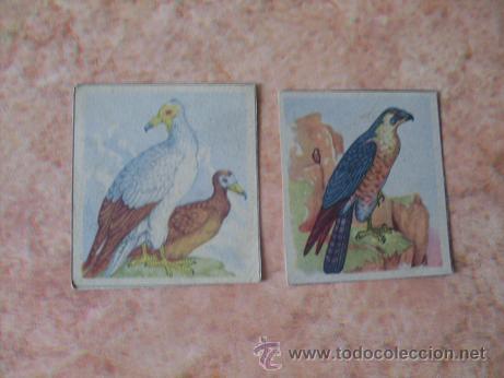 Coleccionismo Cromos antiguos: LOTE DE 2 CROMOS,SERIE 2&ordf; A,ZOOLOGIA-AVES DE RAPI&Ntilde;A,ENCICLOPEDIA CULTURAL CHICOS,A&Ntilde;O 1941