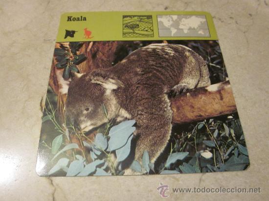 Coleccionismo cromos antiguos: FICHA KOALA - EDITIONS RECONTRE 1975 - Foto 1