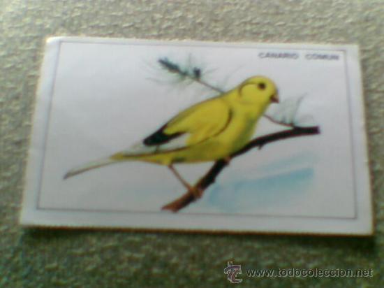 Coleccionismo cromos antiguos: Cromo pajaros Canario Comun - Foto 1