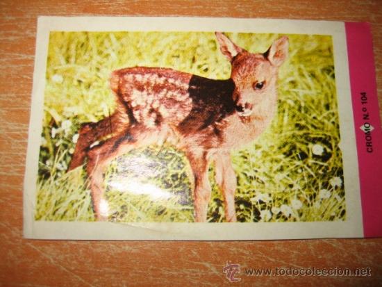 Colecionismo Cromos antigos: CROMO N&ordm; 104 CORZO  MUNDO ANIMAL
