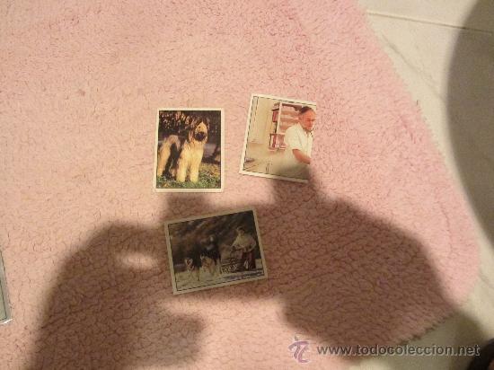 Coleccionismo cromos antiguos: cromos pets de panini num 18, 111 y 343 - Foto 1