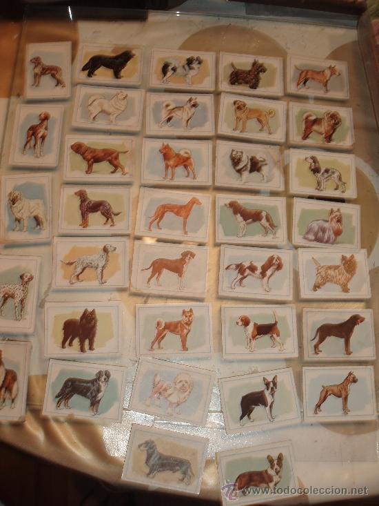Coleccionismo cromos antiguos: PERROS,FHER ,35 CROMOS - Foto 1