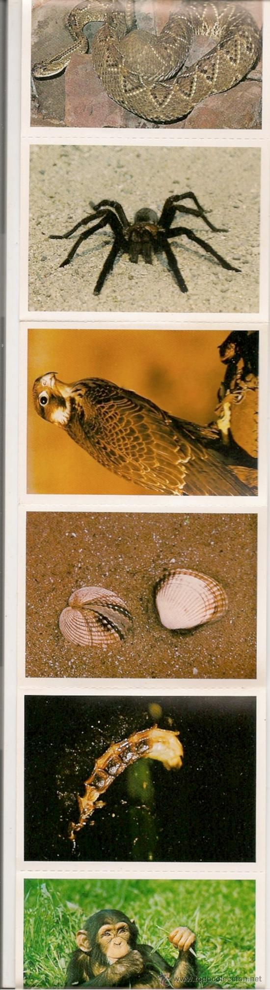 Coleccionismo cromos antiguos: CROMOS ANTIGUOS DE ANIMALES - Foto 1