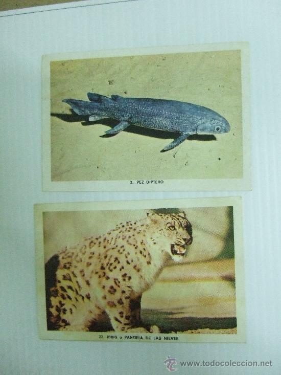 Sammeln alte Sammelbilder: 2 CROMOS N&ordm; 2 PEZ DIPTERO N&ordm; 22 IRBIS O PANTERA DE LAS NIEVES - A&Ntilde;OS 50 - NO SE LA COLECCION