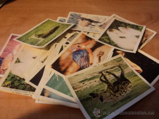 Collectable Antique Stickers: 20 cromos de una colecci&oacute;n de fauna, animales, zoolog&iacute;a que desconozco