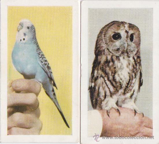 Collectionnisme Cartes &agrave; collectionner anciennes: DOS CROMOS DE PETS DE HORNIMANS TEA (1960).