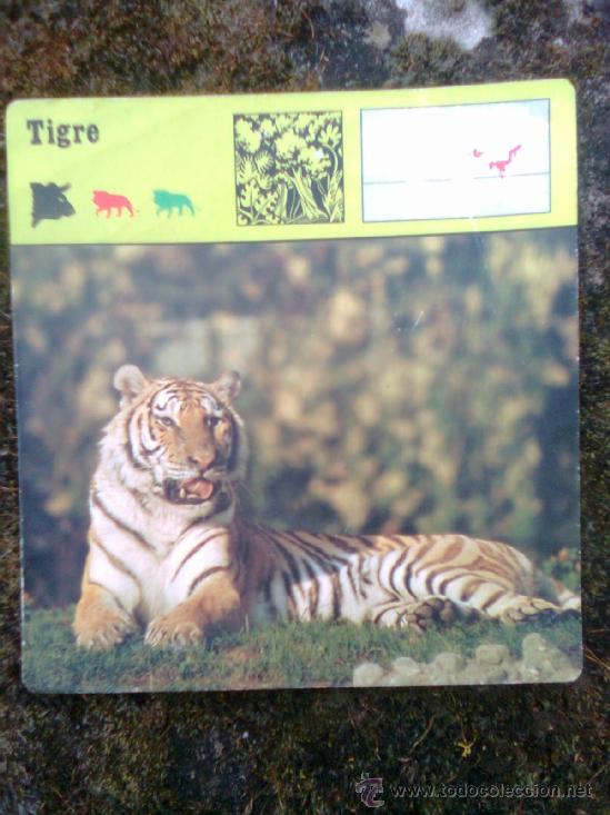 Coleccionismo cromos antiguos: Ficha Editions rencontre 1975 - Tigre - Foto 1
