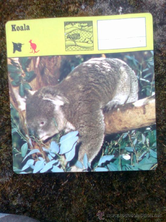 Coleccionismo cromos antiguos: Ficha Editions rencontre 1975 - Koala - Foto 1