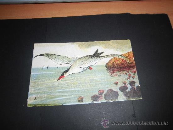 Coleccionismo Cromos antiguos: CROMO N&ordm; 57 GOLONDRINA DE MAR DE CHOCOLATES AMATLLER BARCELONA
