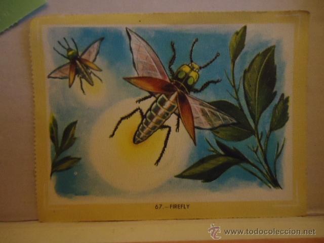 Coleccionismo cromos antiguos: antiguo cromo  N 67 FIREFLY - Foto 1