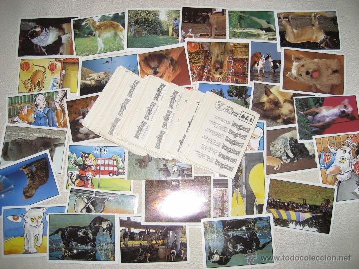 Coleccionismo cromos antiguos: E E E E E E CROMOS MODENA PERROS Y GATOS NUNCA PEGADO N&ordm; 169 - Foto 1
