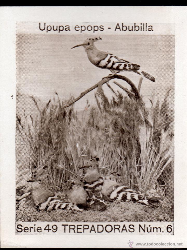 Coleccionismo Cromos antiguos: ALBUM DEL CUPON PENINSULAR 1932. SERIE 49. UPUPA EPOPS - TREPADORAS. N&ordm; 6