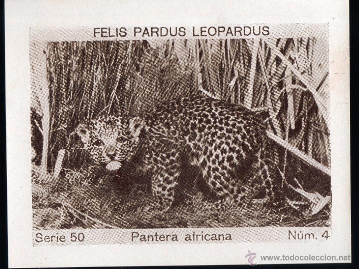 Coleccionismo Cromos antiguos: ALBUM DEL CUPON PENINSULAR 1932. SERIE 50. FELIS PARDUS LEOPARDUS. PANTERA AFRICANA. N&ordm; 4