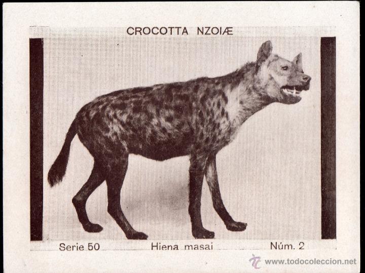 Coleccionismo Cromos antiguos: ALBUM DEL CUPON PENINSULAR 1932. SERIE 50. CROCOTTA NZOIAE. HIENA MASAI. N&ordm; 2