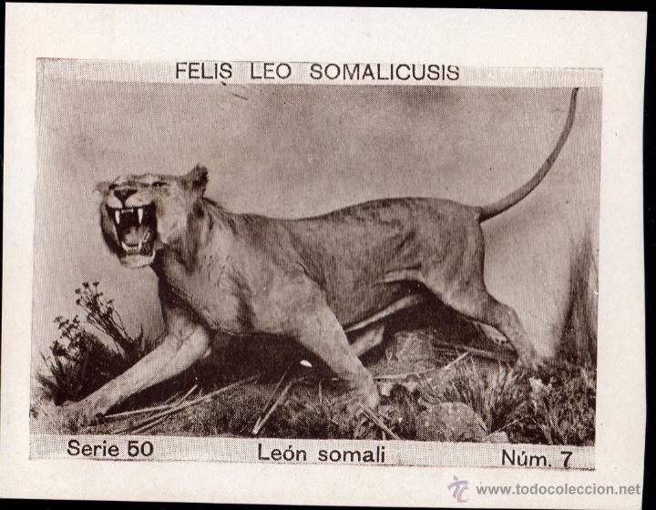 Coleccionismo cromos antiguos: ALBUM DEL CUPON PENINSULAR 1932. SERIE 50. FELIS LEO SOMALICUSIS. LE&Oacute;N SOMALI. N&ordm; 7