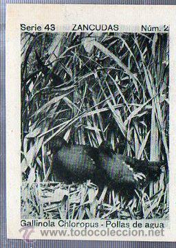 Coleccionismo cromos antiguos: ALBUM DEL CUPON PENINSULAR 1932. SERIE 43. ZANCUDAS. GALLINOLA CHLOROPUS - POLLAS DE AGUA.  N&Uacute;M. 2.