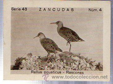 Coleccionismo cromos antiguos: ALBUM DEL CUPON PENINSULAR 1932. SERIE 43. ZANCUDAS. RALLUS AQUATICUS - RASCONES. N&Uacute;M. 4.