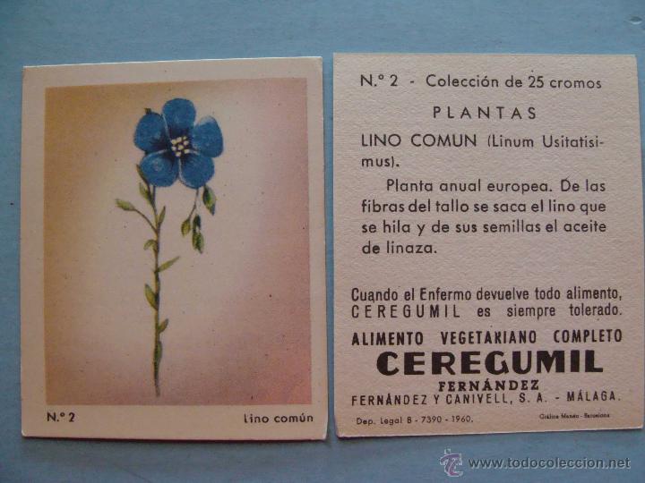 Coleccionismo Cromos antiguos: ANTIGUO CROMO DE CEREGUMIL FERN&Aacute;NDEZ. A&Ntilde;O 1960. SERIE PLANTAS. 2 LINO COM&Uacute;N