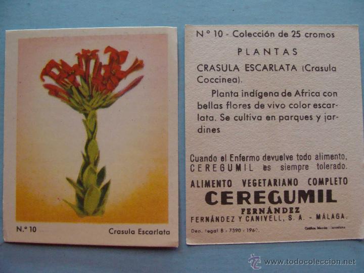 Sammeln alte Sammelbilder: ANTIGUO CROMO DE CEREGUMIL FERN&Aacute;NDEZ. A&Ntilde;O 1960. SERIE PLANTAS. 10 CRASULA ESCARLATA
