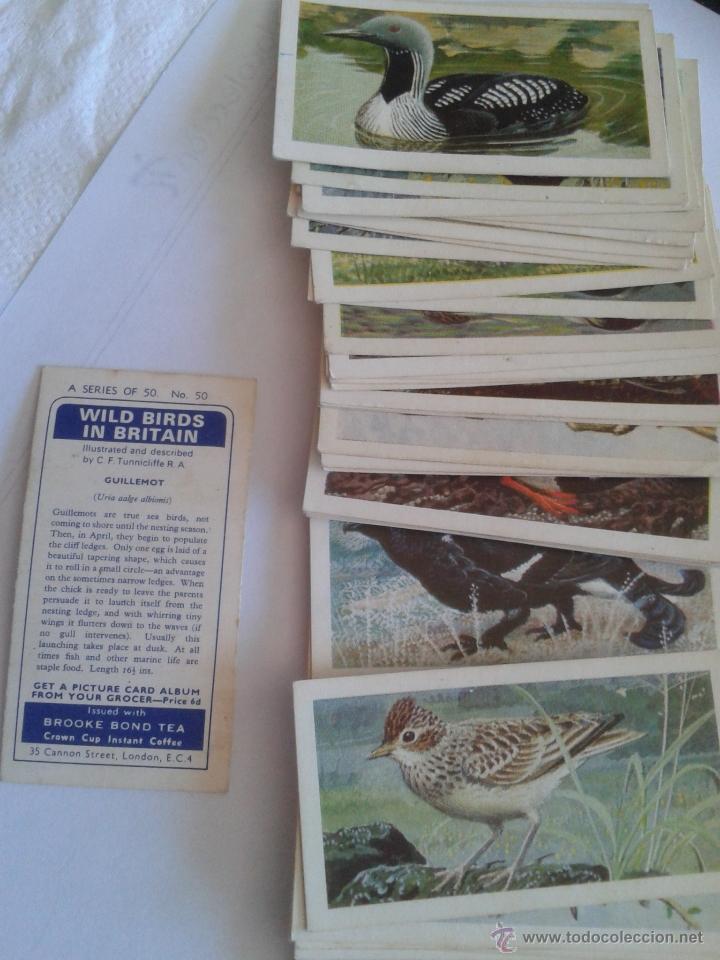 Coleccionismo Cromos antiguos: WILD BIRDS IN BRITAIN - LOTE DE CROMOS SERIE 50 - A&Ntilde;OS 60 - MIRAR VENTA INDIVIDUAL COLECCION INGLESA