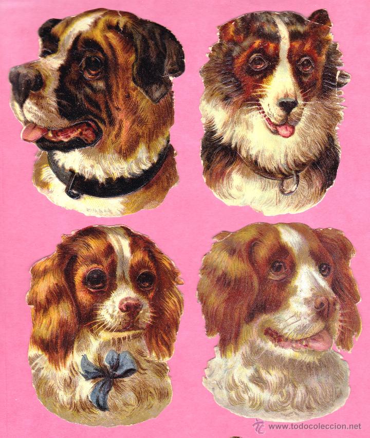 Coleccionismo Cromos antiguos: 4 CROMOS. CABEZAS DE PERROS. CHOCOLATE CHOCOLATES AMATLLER, BARCELONA.