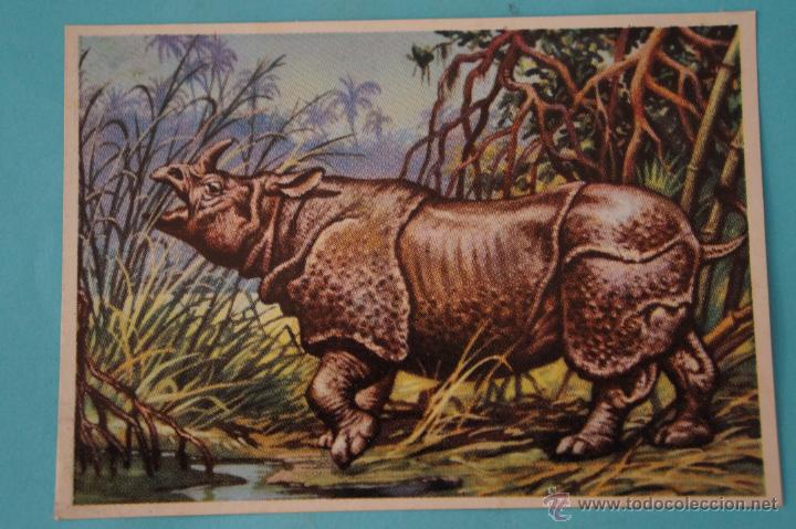 Collectable Antique Stickers: CROMO DE:HISTORIA NATURAL,(DESPEGADO),N&ordm;307,A&Ntilde;O 1967,DEL ALBUM,HISTORIA NATURAL,DE BRUGUERA