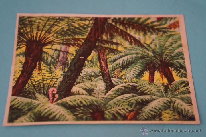 Collectable Antique Stickers: CROMO DE:HISTORIA NATURAL,(DESPEGADO),N&ordm;402,A&Ntilde;O 1967,DEL ALBUM,HISTORIA NATURAL,DE BRUGUERA