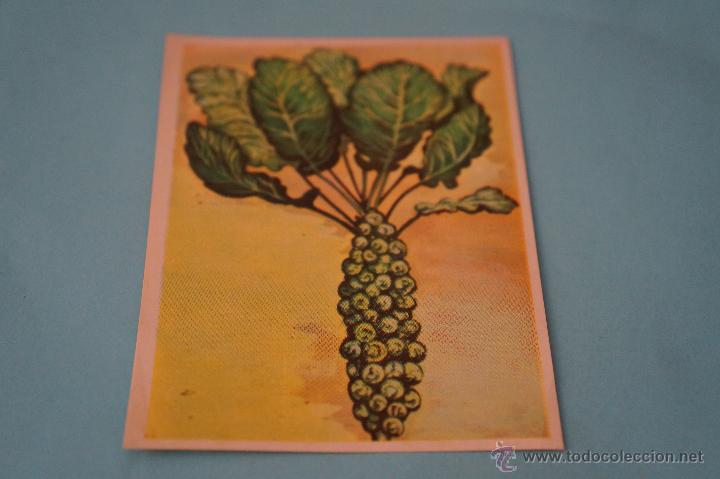 Collectable Antique Stickers: CROMO DE:HISTORIA NATURAL,(DESPEGADO),N&ordm;464,A&Ntilde;O 1967,DEL ALBUM,HISTORIA NATURAL,DE BRUGUERA