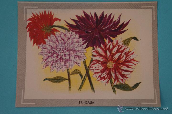Collectionnisme Cartes &agrave; collectionner anciennes: CROMO DE:NATURALEZA Y COLOR,(DESPEGADO),N&ordm;19,A&Ntilde;O 1980,DEL ALBUM,NATURALEZA Y COLOR,DE CAREN