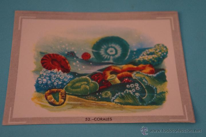 Collectionnisme Cartes &agrave; collectionner anciennes: CROMO DE:NATURALEZA Y COLOR,(DESPEGADO),N&ordm;52,A&Ntilde;O 1980,DEL ALBUM,NATURALEZA Y COLOR,DE CAREN