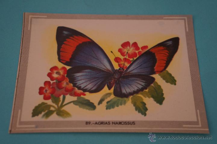 Coleccionismo Cromos antiguos: CROMO DE:NATURALEZA Y COLOR,(DESPEGADO),N&ordm;89,A&Ntilde;O 1980,DEL ALBUM,NATURALEZA Y COLOR,DE CAREN