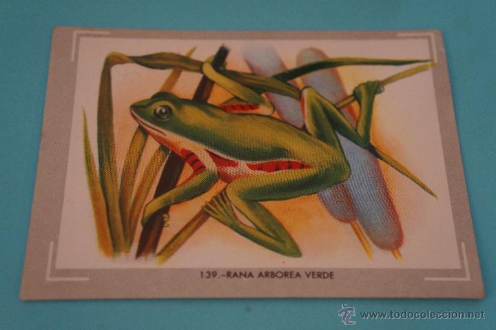 Collectionnisme Cartes &agrave; collectionner anciennes: CROMO DE:NATURALEZA Y COLOR,(DESPEGADO),N&ordm;139,A&Ntilde;O 1980,DEL ALBUM,NATURALEZA Y COLOR,DE CAREN