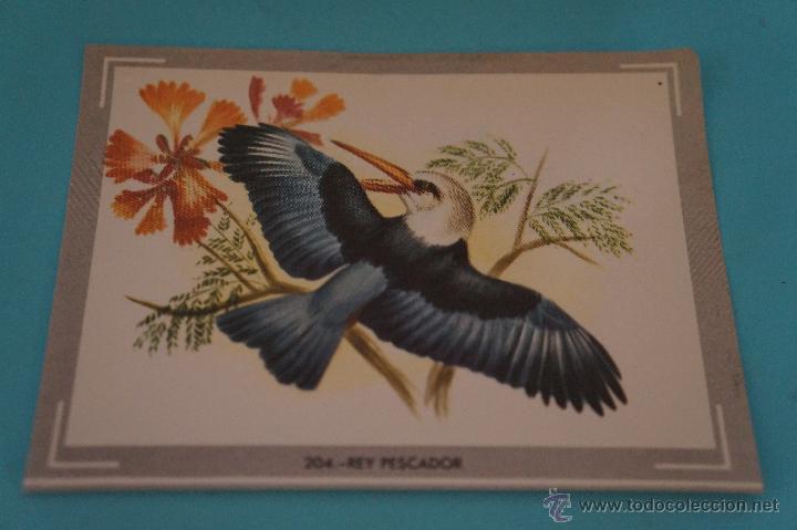 Collectionnisme Cartes &agrave; collectionner anciennes: CROMO DE:NATURALEZA Y COLOR,(DESPEGADO),N&ordm;204,A&Ntilde;O 1980,DEL ALBUM,NATURALEZA Y COLOR,DE CAREN