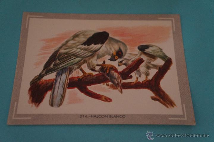 Coleccionismo Cromos antiguos: CROMO DE:NATURALEZA Y COLOR,(DESPEGADO),N&ordm;214,A&Ntilde;O 1980,DEL ALBUM,NATURALEZA Y COLOR,DE CAREN