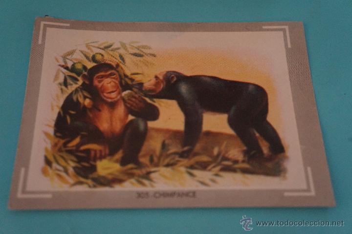 Collectionnisme Cartes &agrave; collectionner anciennes: CROMO DE:NATURALEZA Y COLOR,(DESPEGADO),N&ordm;305,A&Ntilde;O 1980,DEL ALBUM,NATURALEZA Y COLOR,DE CAREN