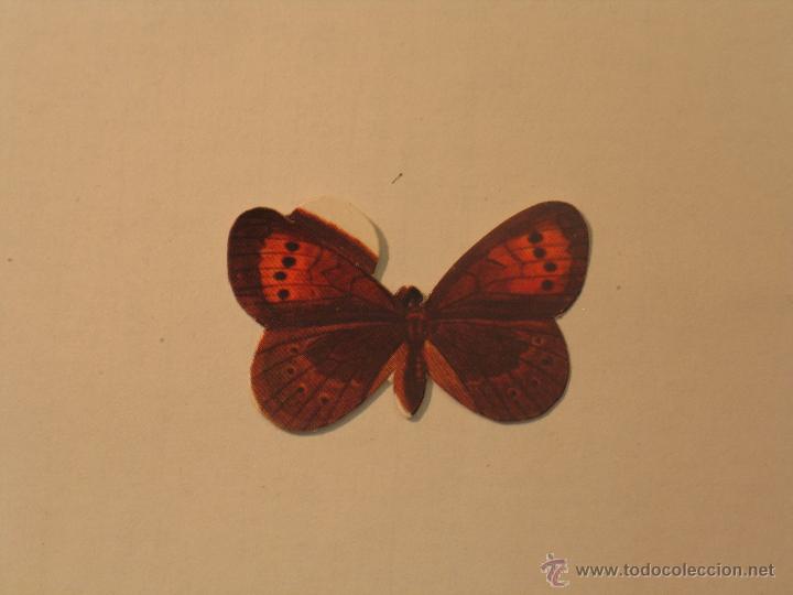 Coleccionismo cromos antiguos: mariposas 28 - Foto 1
