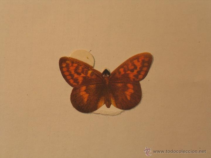 Coleccionismo cromos antiguos: mariposas 36 - Foto 1