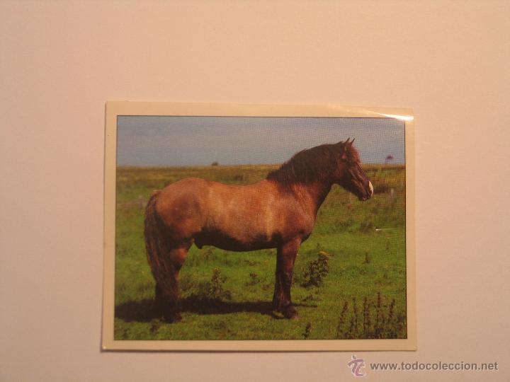 Coleccionismo cromos antiguos: caballos 93 - Foto 1