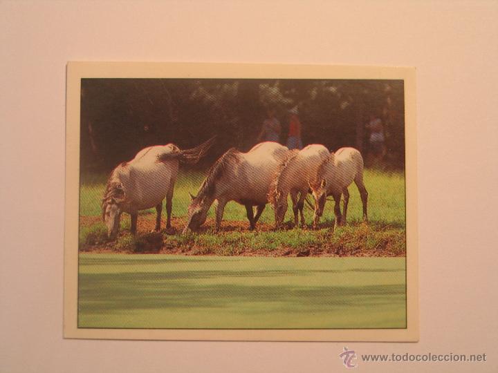 Coleccionismo cromos antiguos: caballos 99 - Foto 1