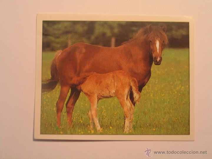Coleccionismo cromos antiguos: caballos 1 - Foto 1