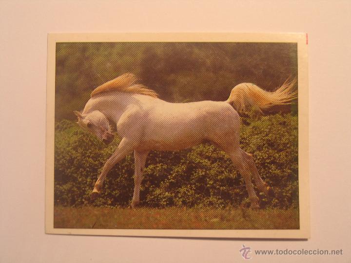 Coleccionismo cromos antiguos: caballos 6 - Foto 1