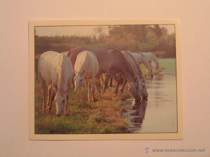 Coleccionismo cromos antiguos: caballos 101 - Foto 1