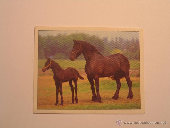 Coleccionismo cromos antiguos: caballos 35 - Foto 1